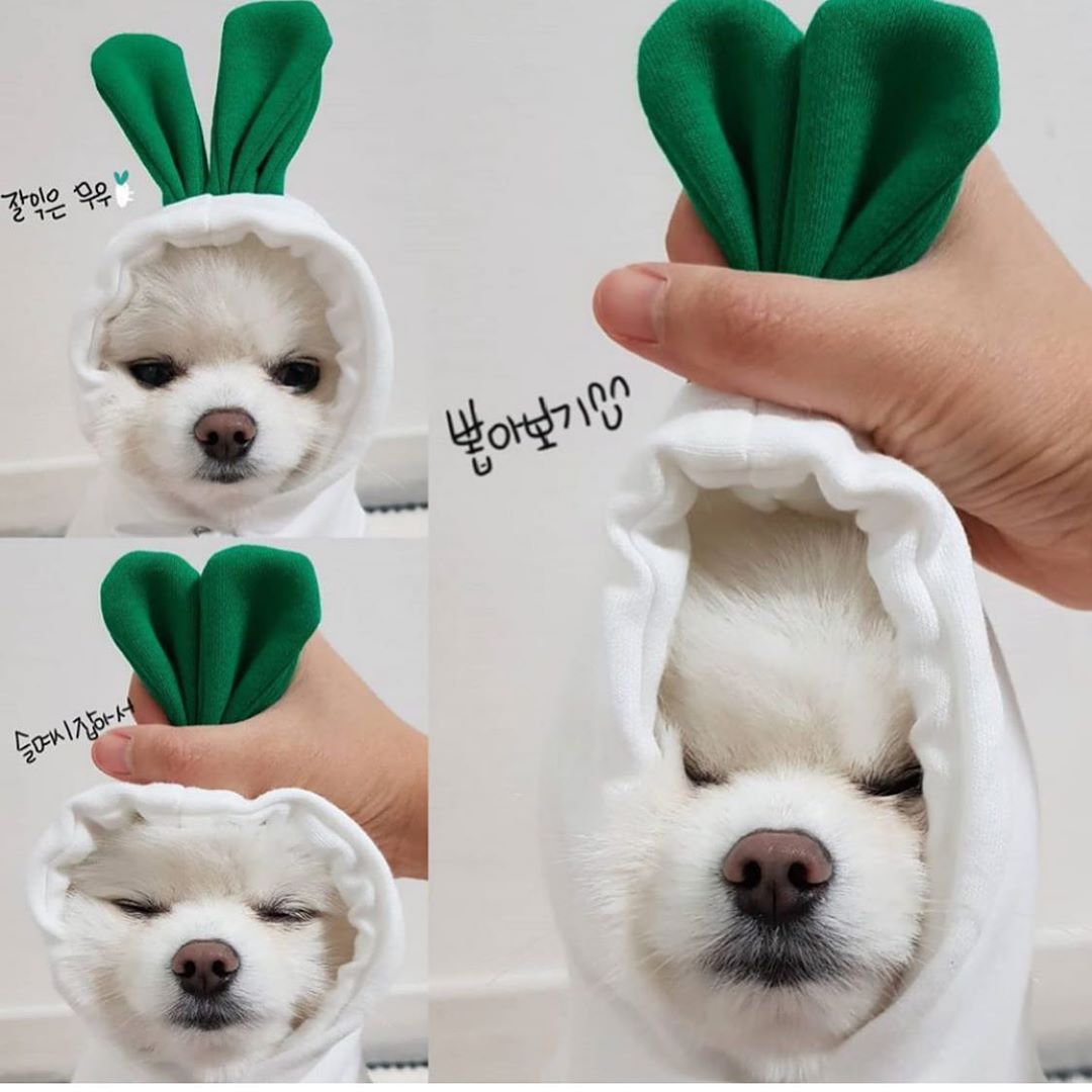 Cute Fruit Fleece Hoodie for Small Dogs