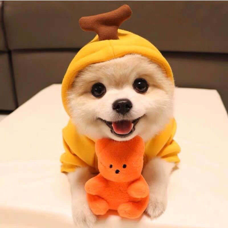 Cute Fruit Fleece Hoodie for Small Dogs